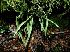 Notogrammitis angustifolia