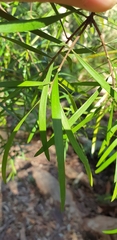 Persoonia linearis