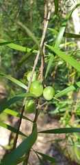 Persoonia linearis