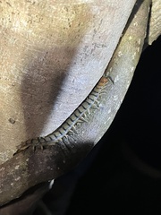 Cormocephalus