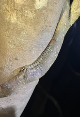 Cormocephalus