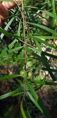 Persoonia linearis