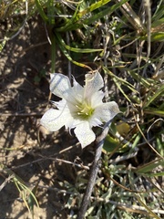 Gentiana newberryi