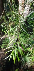 Persoonia linearis