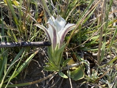 Gentiana newberryi