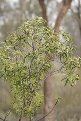 Santalum acuminatum