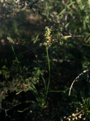 Plantago linearis