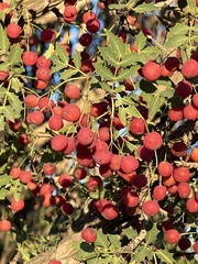 Berberis haematocarpa