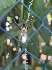 Argiope picta