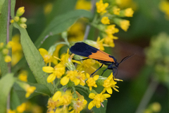 Lycomorpha pholus