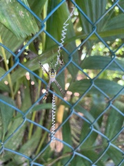 Argiope picta