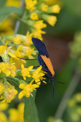 Lycomorpha pholus