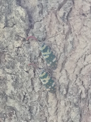 Pyrops candelaria