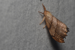 Drepana bilineata