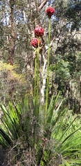 Doryanthes excelsa