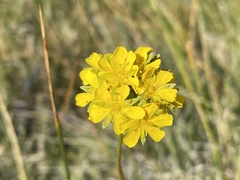 Ivesia lycopodioides