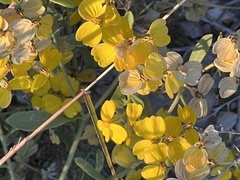 Psilostrophe tagetina