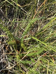 Ivesia lycopodioides