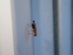 Geomyza balachowskyi