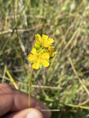 Ivesia lycopodioides
