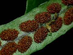 Notogrammitis angustifolia