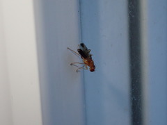 Geomyza balachowskyi