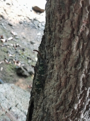 Pyrops candelaria