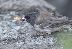 Junco hyemalis shufeldti