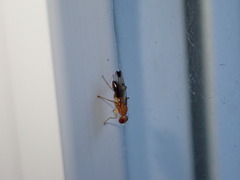 Geomyza balachowskyi