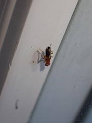 Geomyza balachowskyi