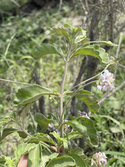 Lippia formosa
