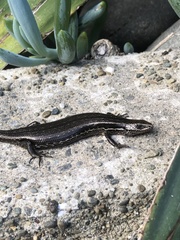 Oligosoma polychroma