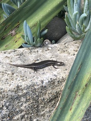 Oligosoma polychroma