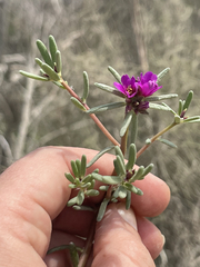 Portulaca pilosa