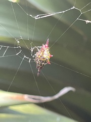 Gasteracantha fornicata