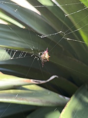 Gasteracantha fornicata