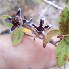 Fendlerella utahensis