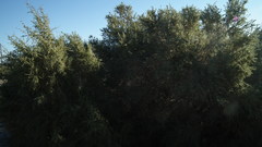 Salsoloideae