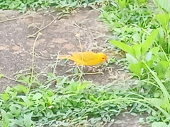 Sicalis flaveola flaveola