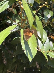 Yoma sabina