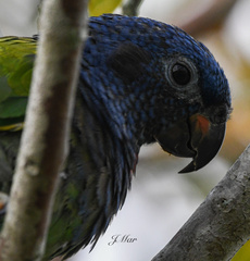 Pionus menstruus