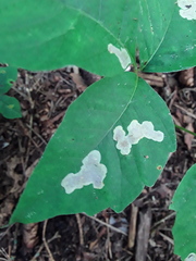 Cameraria guttifinitella