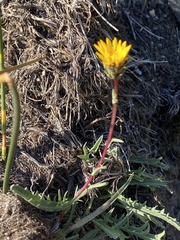 Pyrrocoma apargioides