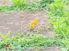 Sicalis flaveola flaveola