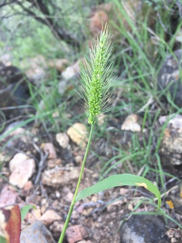 Image of Setaria macrostachya by (c) Oscar C. González Martínez, some rights reserved (CC BY-SA)
