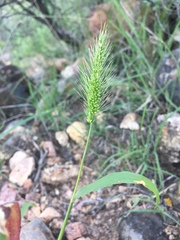 Setaria macrostachya