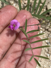 Tephrosia vicioides