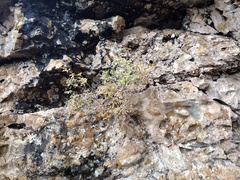 Fendlerella utahensis