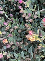 Mirabilis nyctaginea