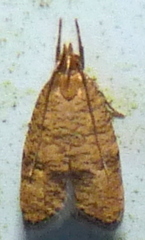 Psilocorsis quercicella